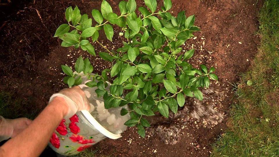 Как посадить и ухаживать за чубушником: сорта, полив, подкормка, болезни, пересадка