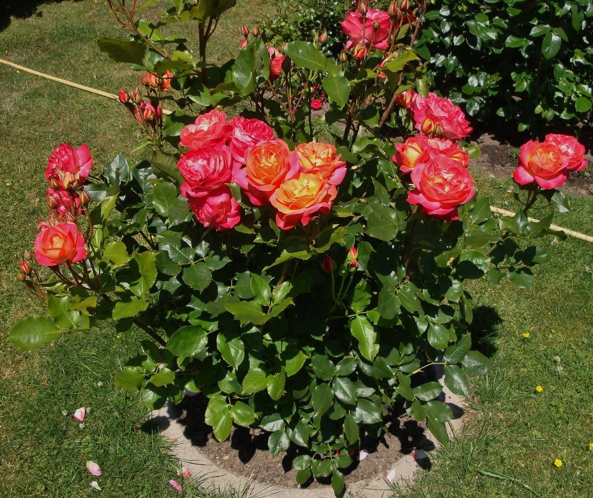 Мидсаммер роза - основные характеристики, отзывы, советы по выращиванию