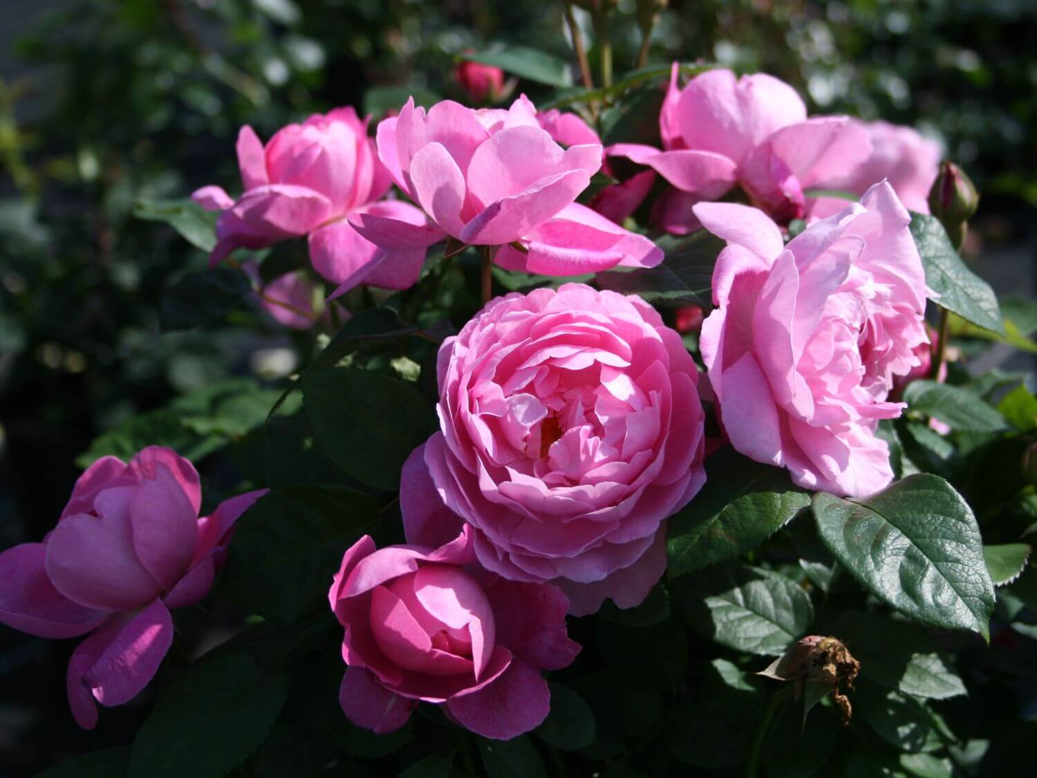 Роза розмари харкнесс — особенности, агротехнические мероприятия