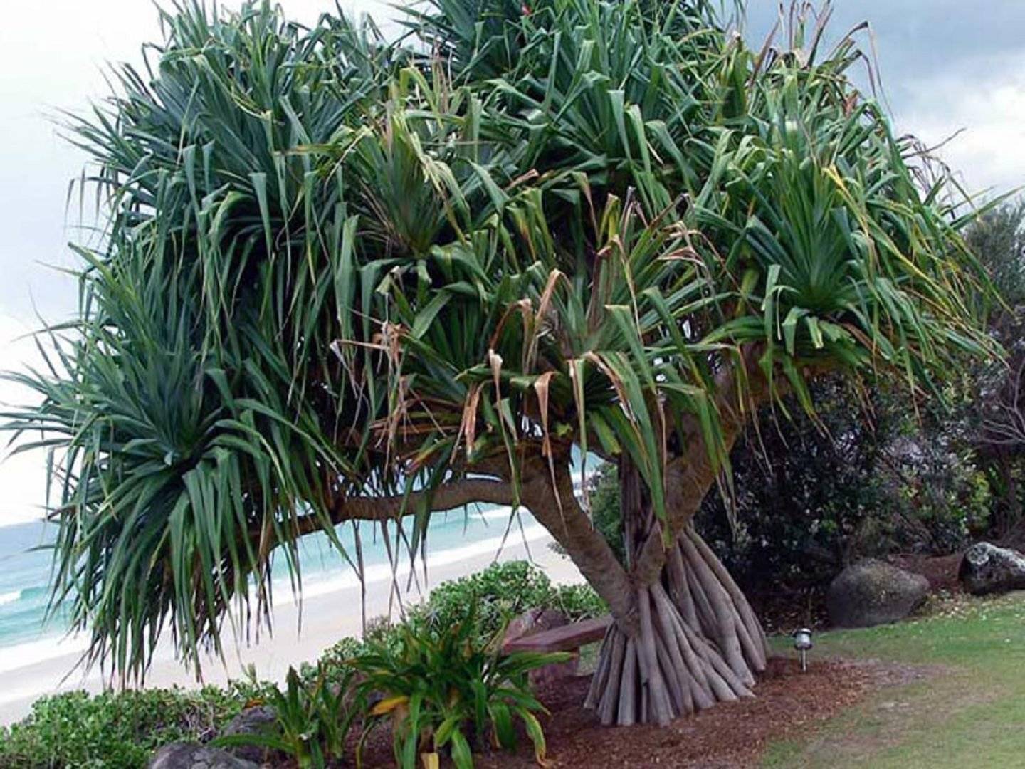 Панданус — винтовая пальма