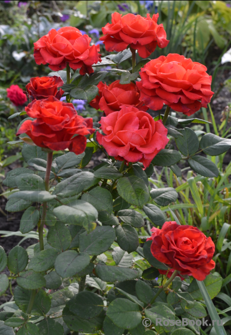 Чайно-гибридные розы посадка и уход, посадка розы выращивание - цветочки
 - 24 декабря
 - 43870764286 - медиаплатформа миртесен