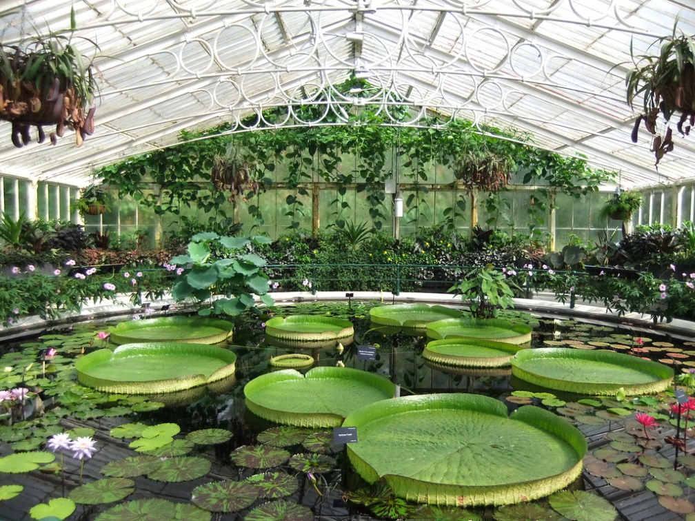 Королевские ботанические сады кью: фото и описание