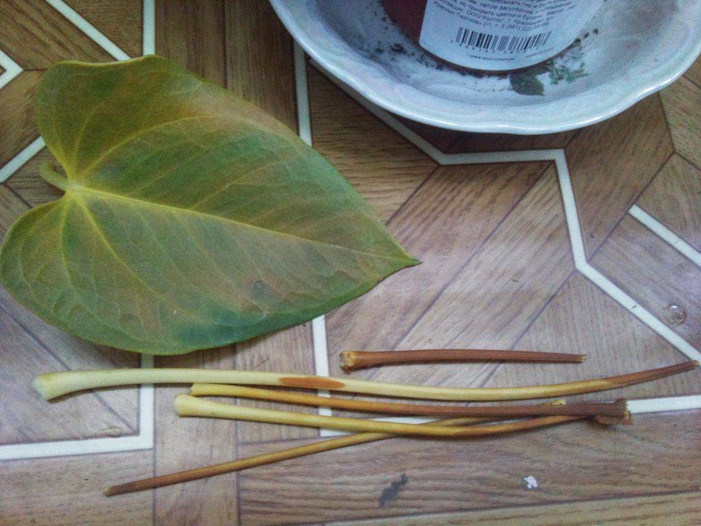 Антуриум: размножение в домашних условиях листом, из семян