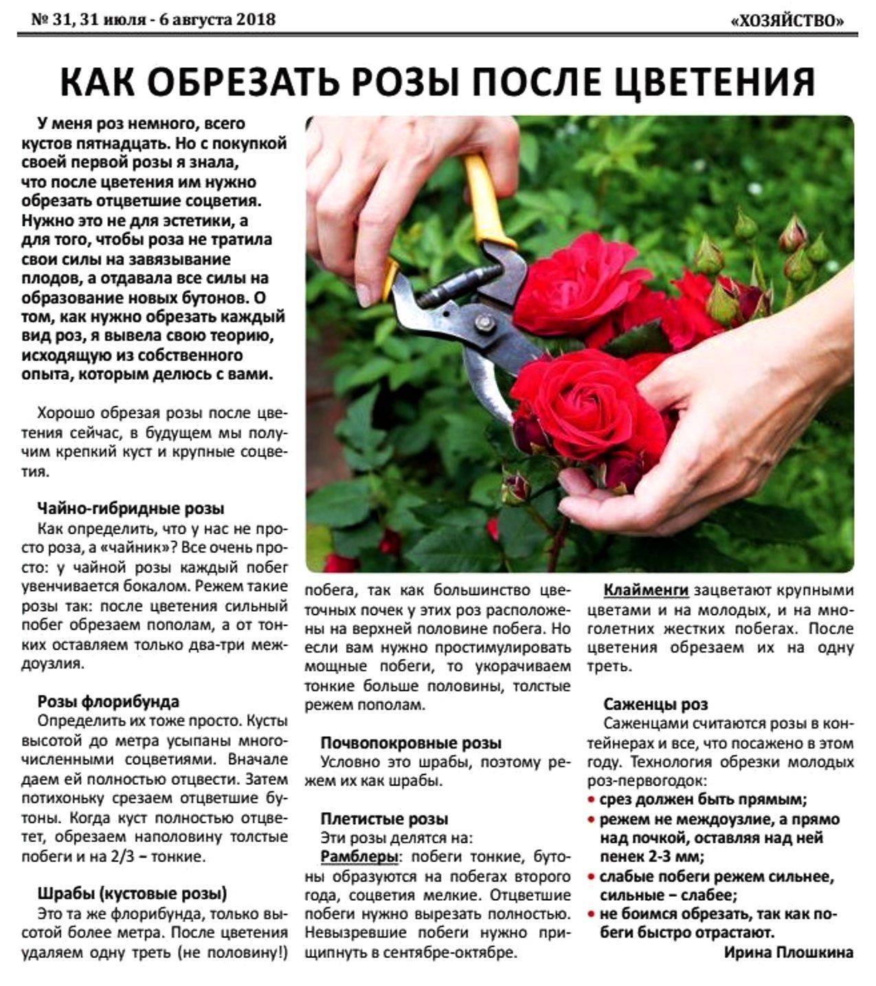 ᐉ обрезка роз – когда и как обрезать розы; правила обрезки роз - roza-zanoza.ru