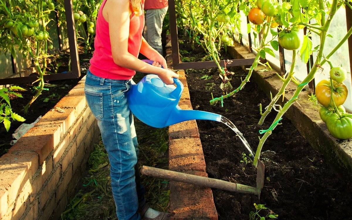 Азарина лазающая | садоводство и огородничество