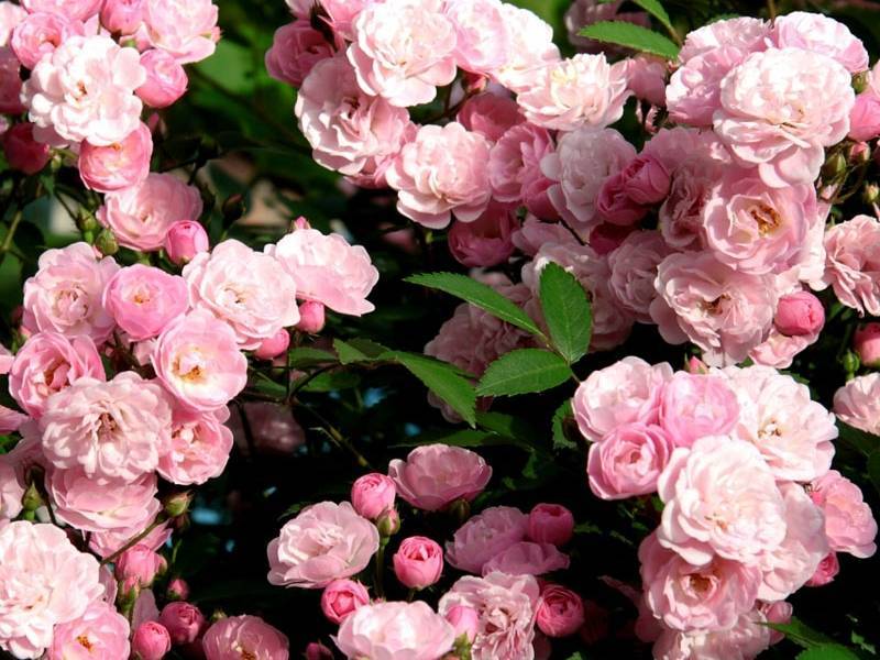 Мир ландшафтных роз — мускусные гибриды. сорта, фото - zelendvir | zelendvir