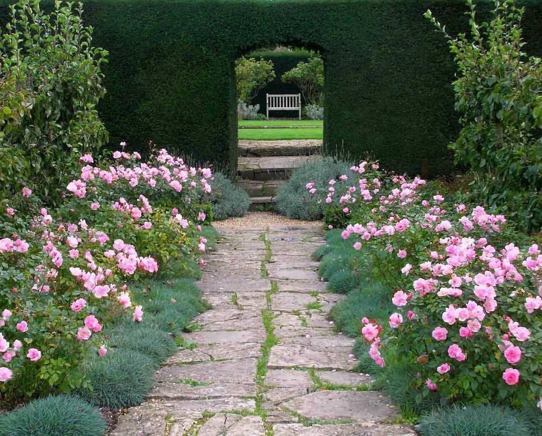 Выращивание бордюрных роз: посадка и уход в саду, сорта в ландшафтном дизайне