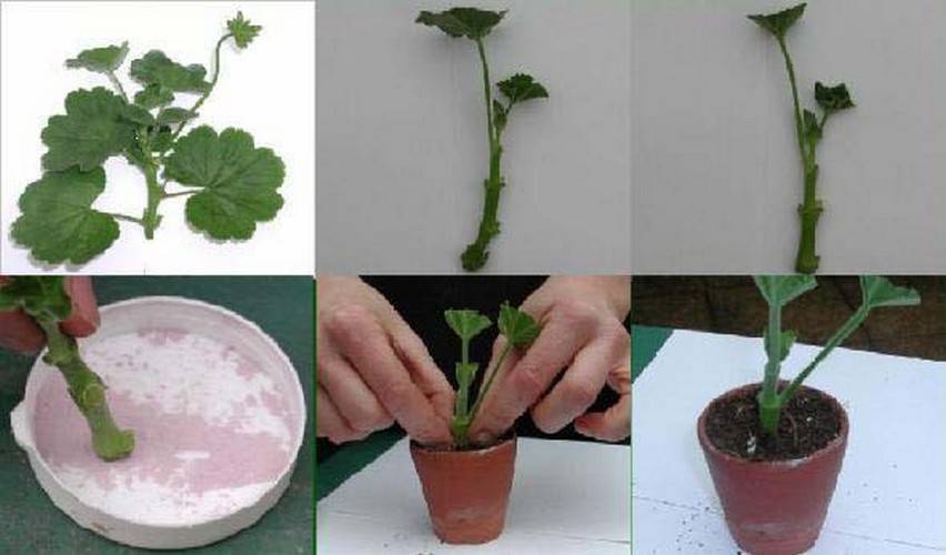 Растения из черенка — основные правила и секреты