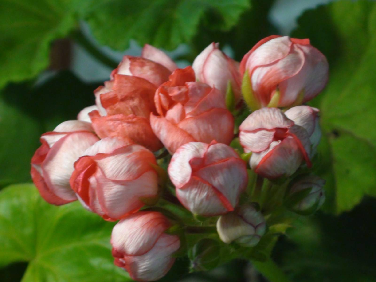 Тюльпановидная пеларгония сорта с фото и названиями: сорта тюльпановидные пеларгонии, семена, характеристики и особенности цветения