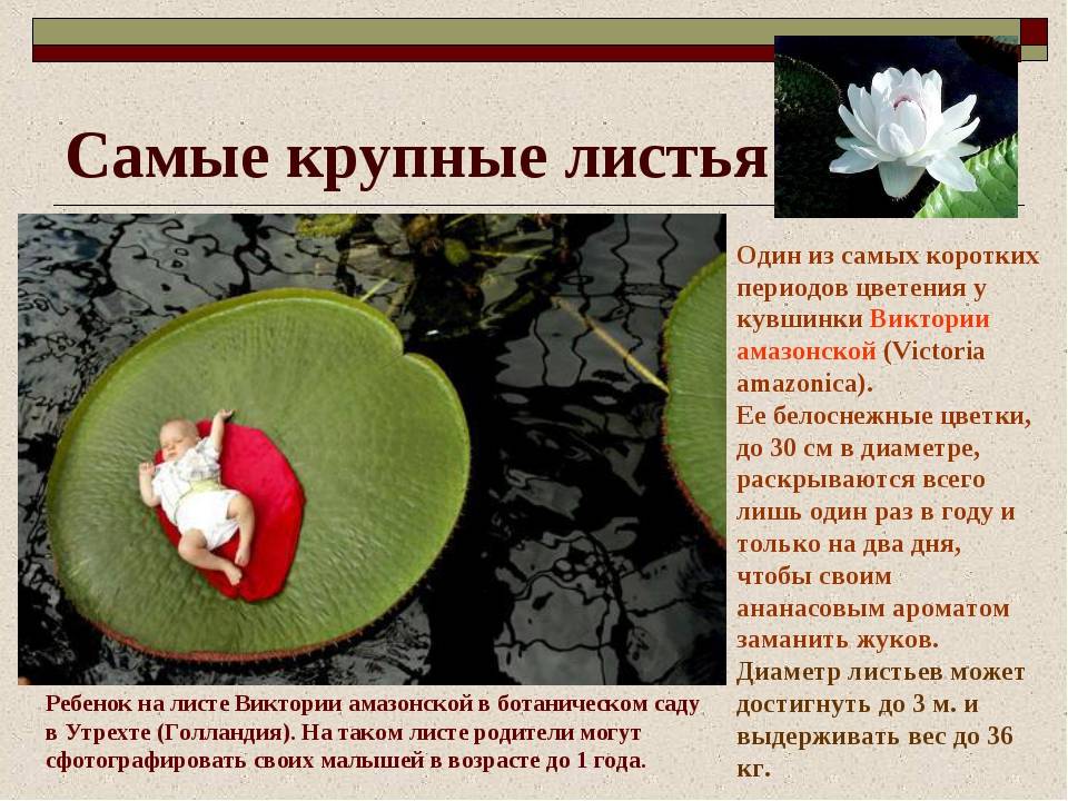 100 интересных фактов о растениях мира, россии по видам: список
