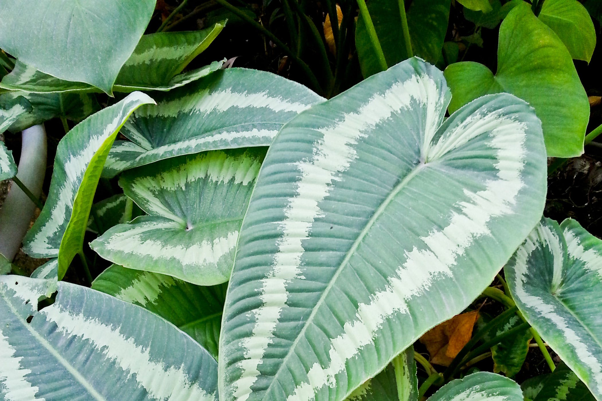Ароидные растения: разновидности семейств тропических лесов