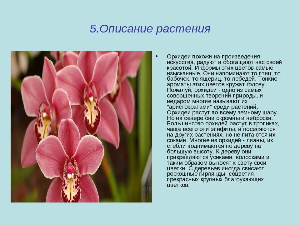 Об орхидее для детей: описание, загадки, факты, рассказы и легенды о растении - кратко обо всем самом интересном для ребенка