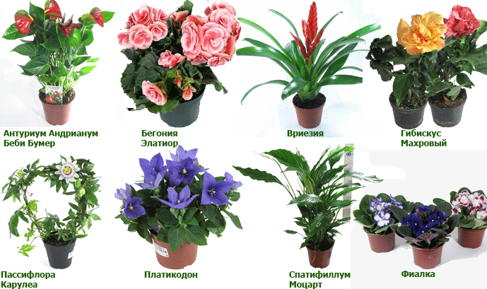 Комнатные цветы и цветущие растения с названиями