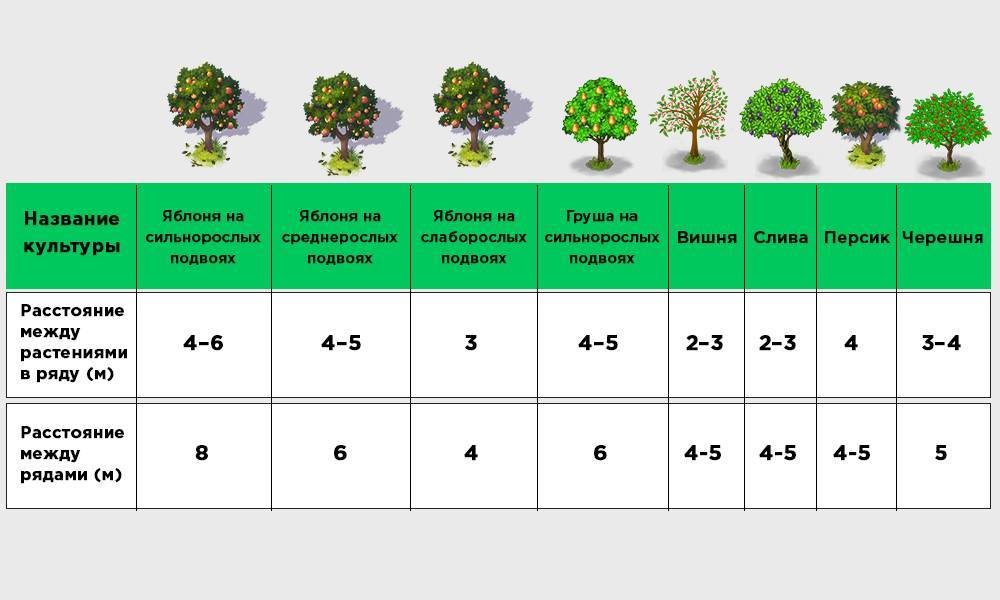 Сроки высаживания плодовых деревьев и кустарников, посадка весной или летом