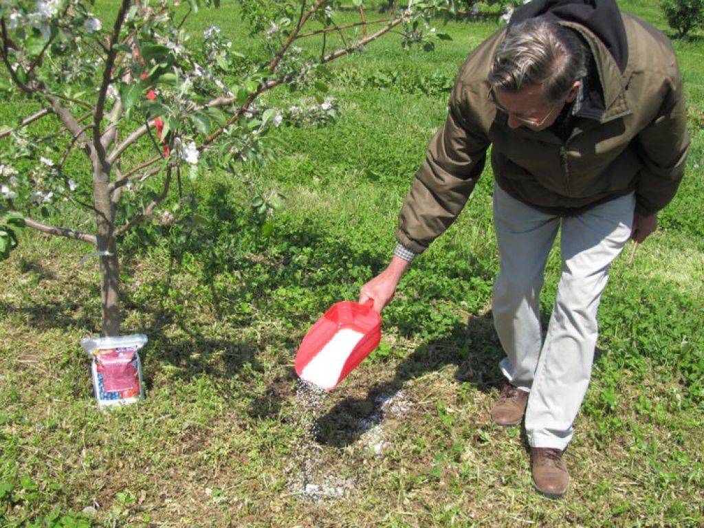 Подкормка плодовых деревьев и кустарников весной правила внесения удобрений видео