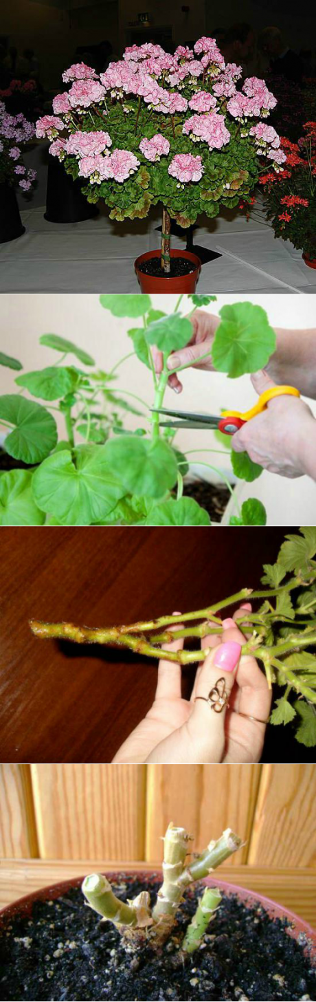 Герань - обрезка для пышного цветения, формирование кроны и как ее правильно прищипывать