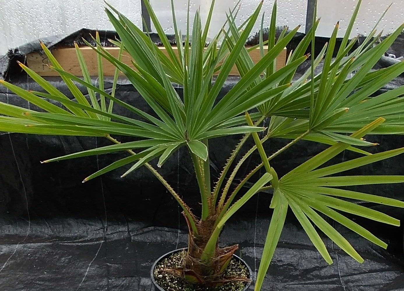 Комнатное растение похожее на пальму – фото, название и виды домашних цветов