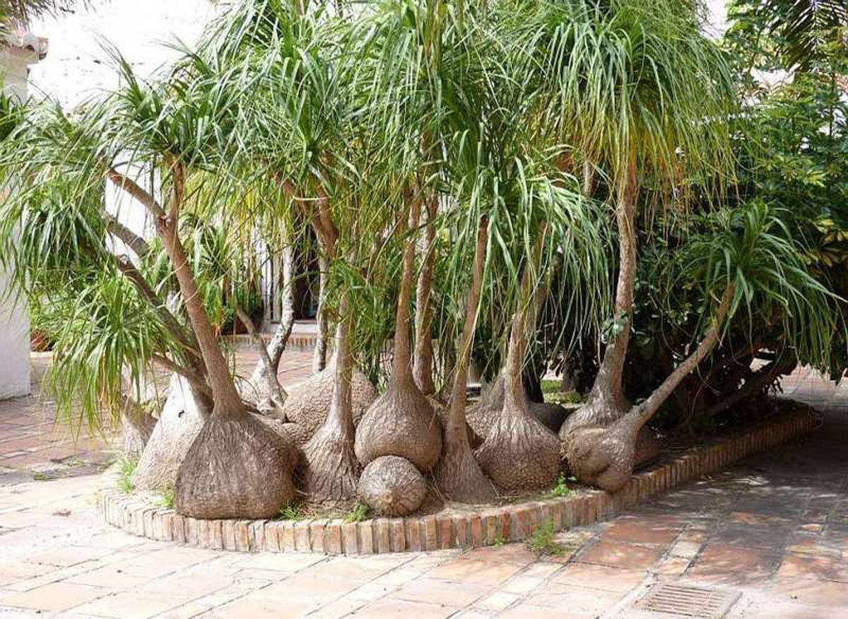 Нолина (бокарнея) - слоновая нога, или бутылочная пальма, оригинальный суккулент для дома