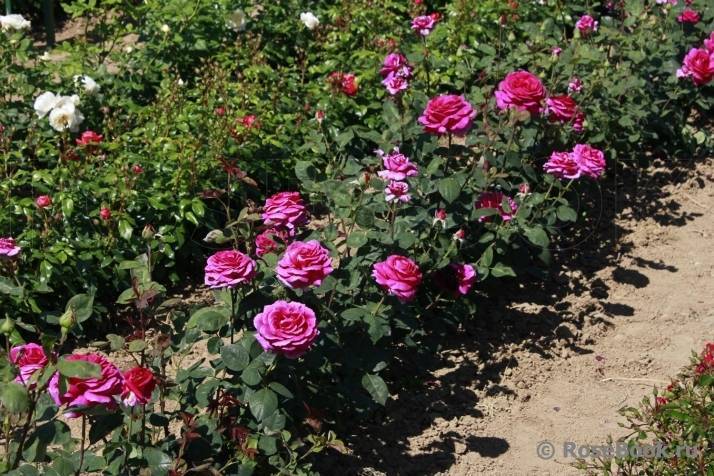 Выращивание чайно-гибридной розы сорта биг перпл и её применение в дизайне сада
