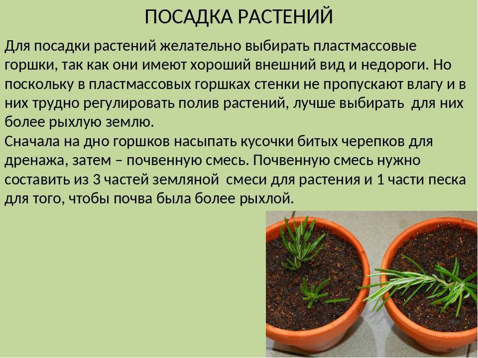 Уход за цветами: полив, удобрения, прополка и рыхление почвы