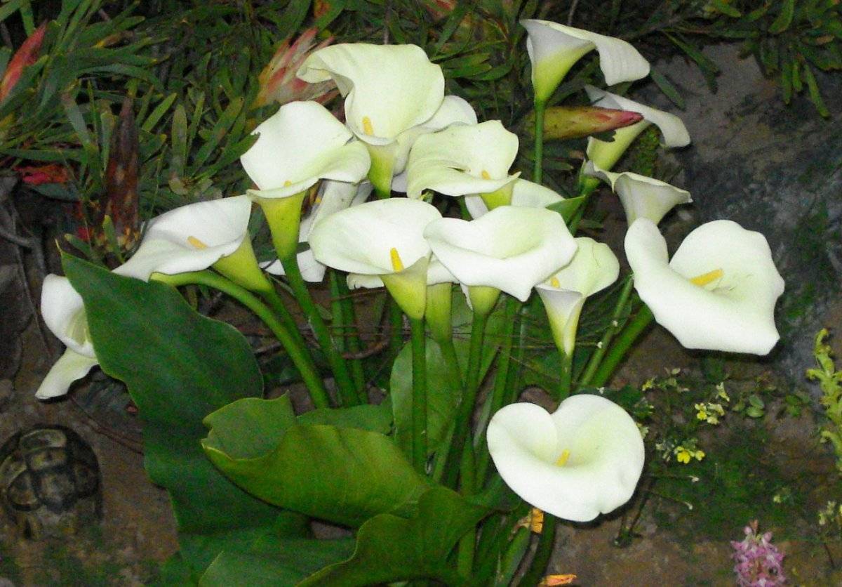 Зантедеския (калла) - 140 фото цветка, правила ухода в домашних условиях