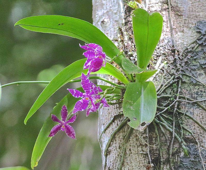 Красавица орхидея в природе: жизнь фаленопсиса в диких условиях и отличия от домашнего цветка