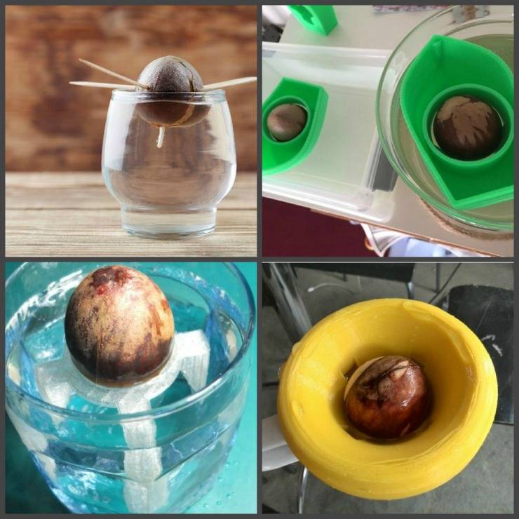 Выращивание авокадо из косточки дома | огородники