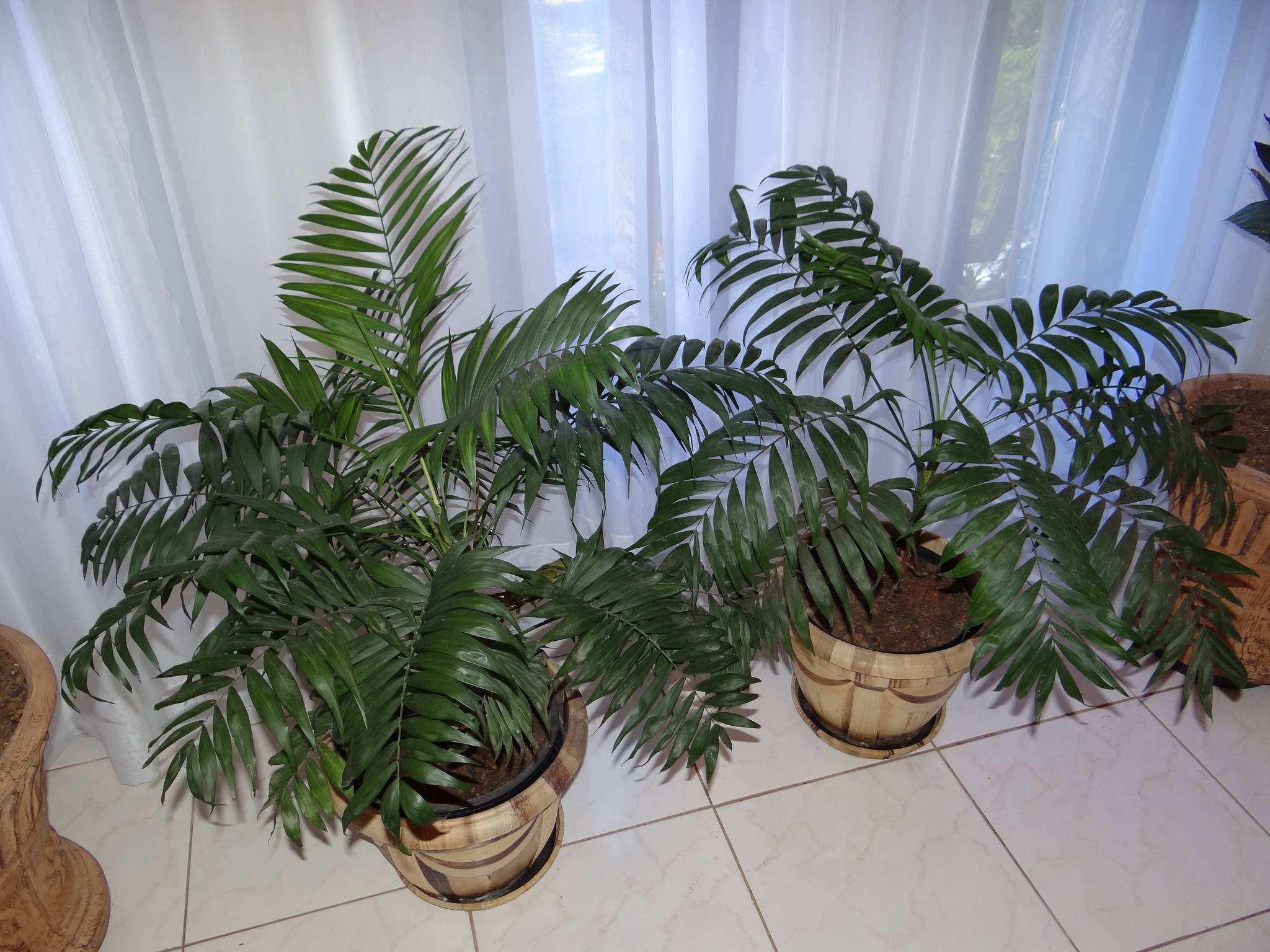 Хамедорея: уход в домашних условиях - виды пальмы: изящная, высокая,