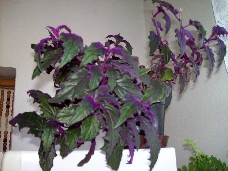 Комнатный цветок с фиолетовыми цветами: названия и описание домашних растений с таким оттенком цветов и листьев, правила пересадки и полива, сложности размножения