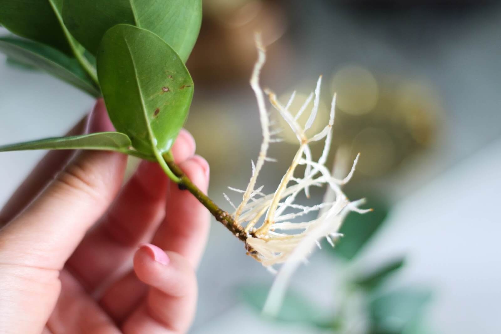 Стильное и выносливое растение — фикус «али»