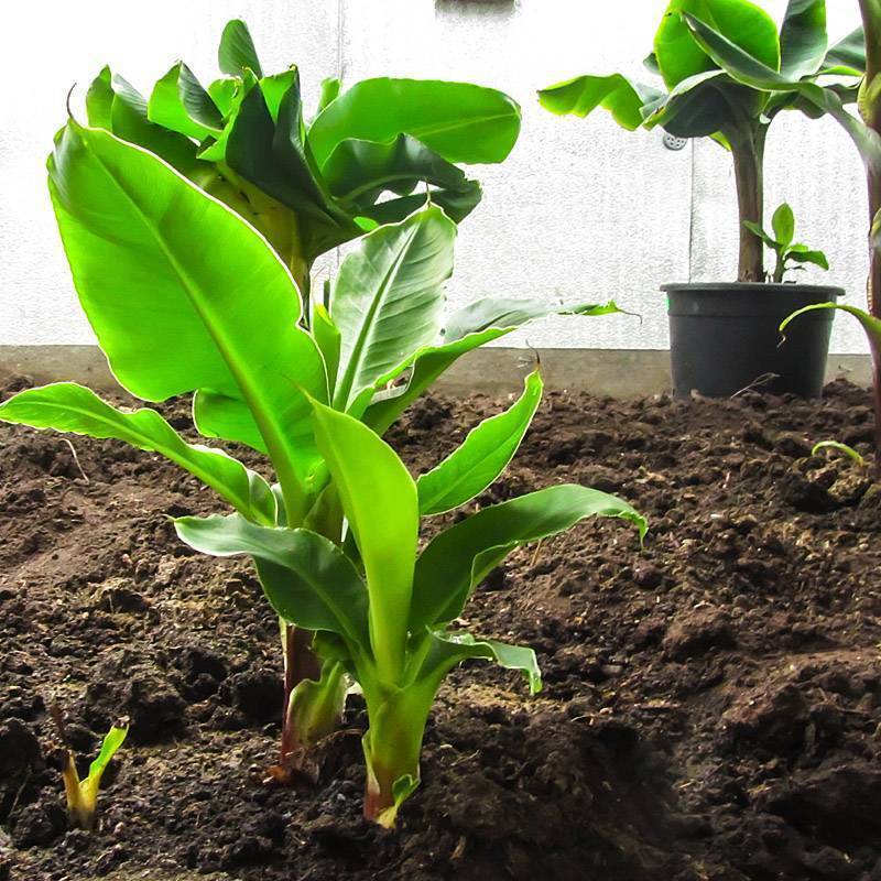Комнатный банан — как вырастить тропическое чудо. уход в домашних условиях. фото — ботаничка.ru