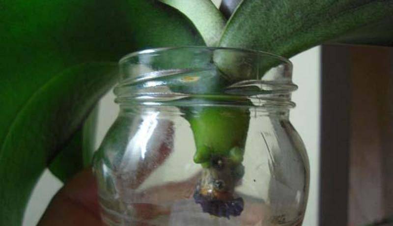 Янтарная кислота для комнатных растений в таблетках, как применять орхидеи. в каких формах продается | дачная жизнь