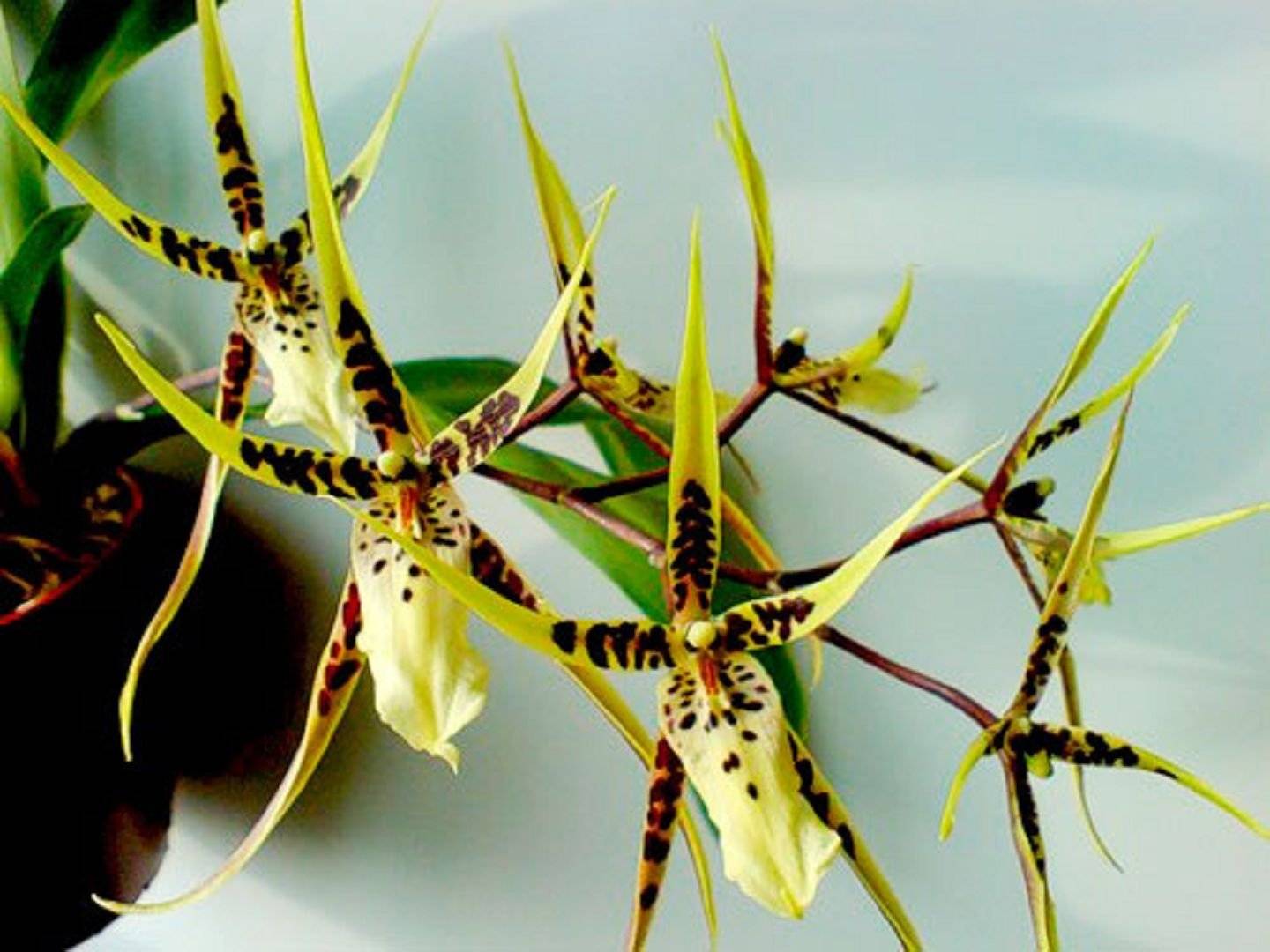 Брассия | блог об орхидеях