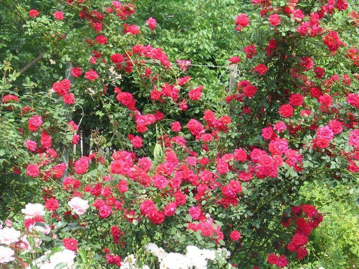 Плетистая роза: сорта, посадка и уход своими руками (фото)