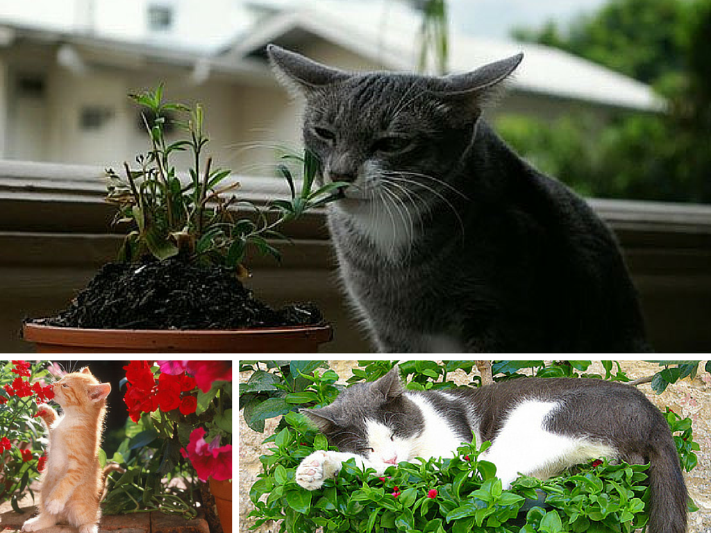 Кот-цветовод: ядовитые и вредные домашние растения для кошек