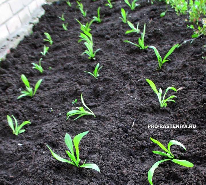 Флоксы однолетние: выращивание из семян, когда сажать на рассаду