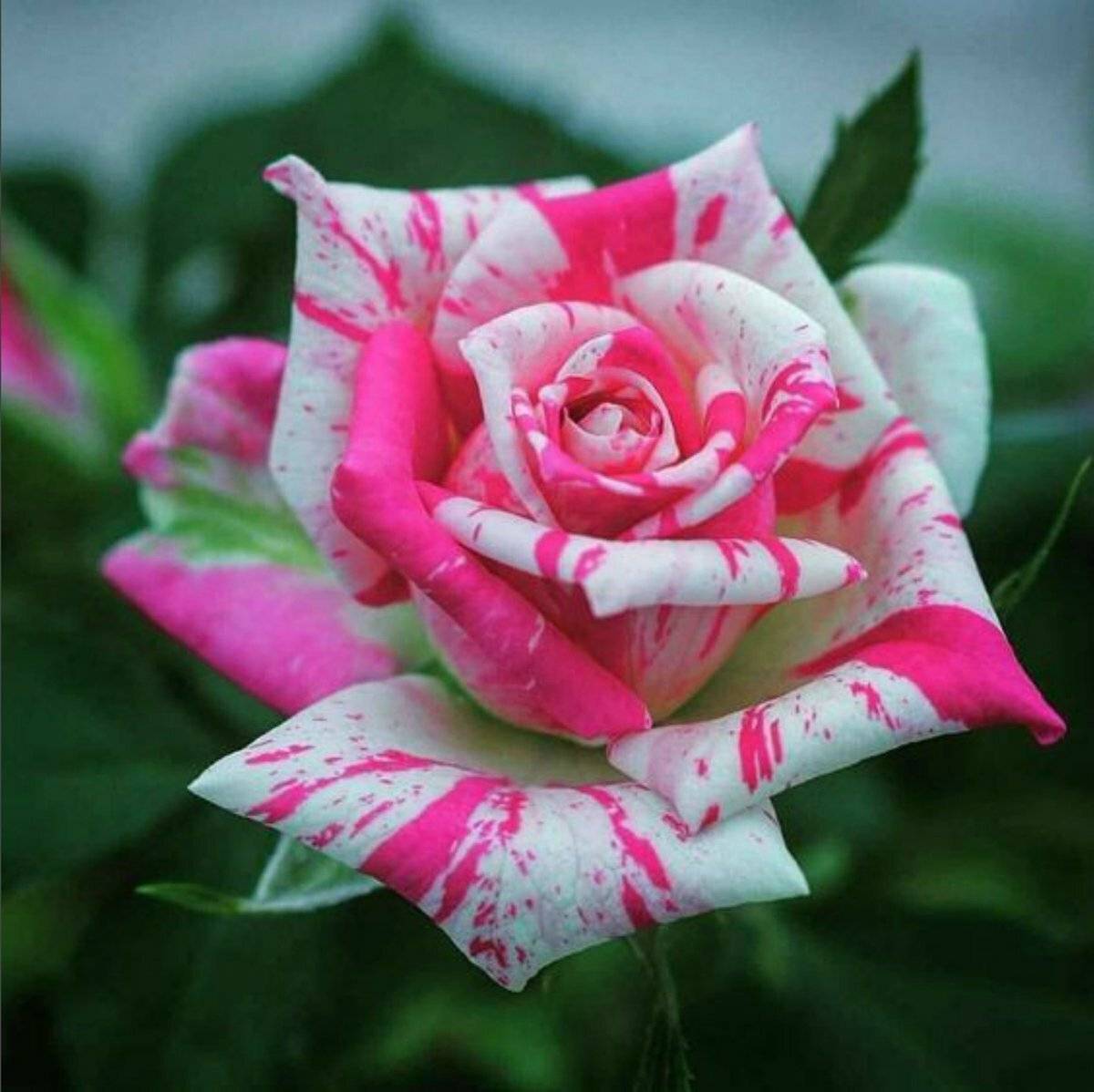 9 самых популярных видов роз, которые наполнят дачу пленительным ароматом и красотой