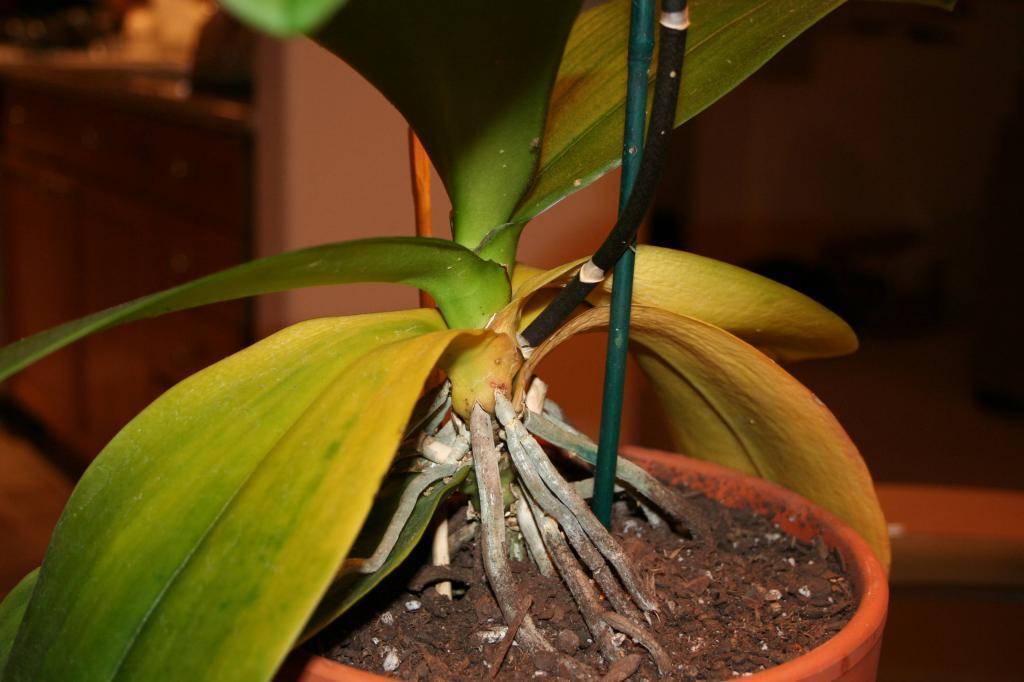 Почему желтеют листья у орхидеи, основные причины и их устранение