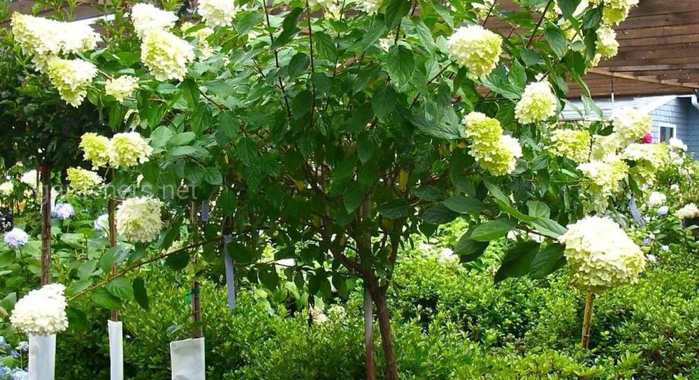 Гортензия на штамбе: как вырастить цветущий кустарник и придать ему форму дерева 
