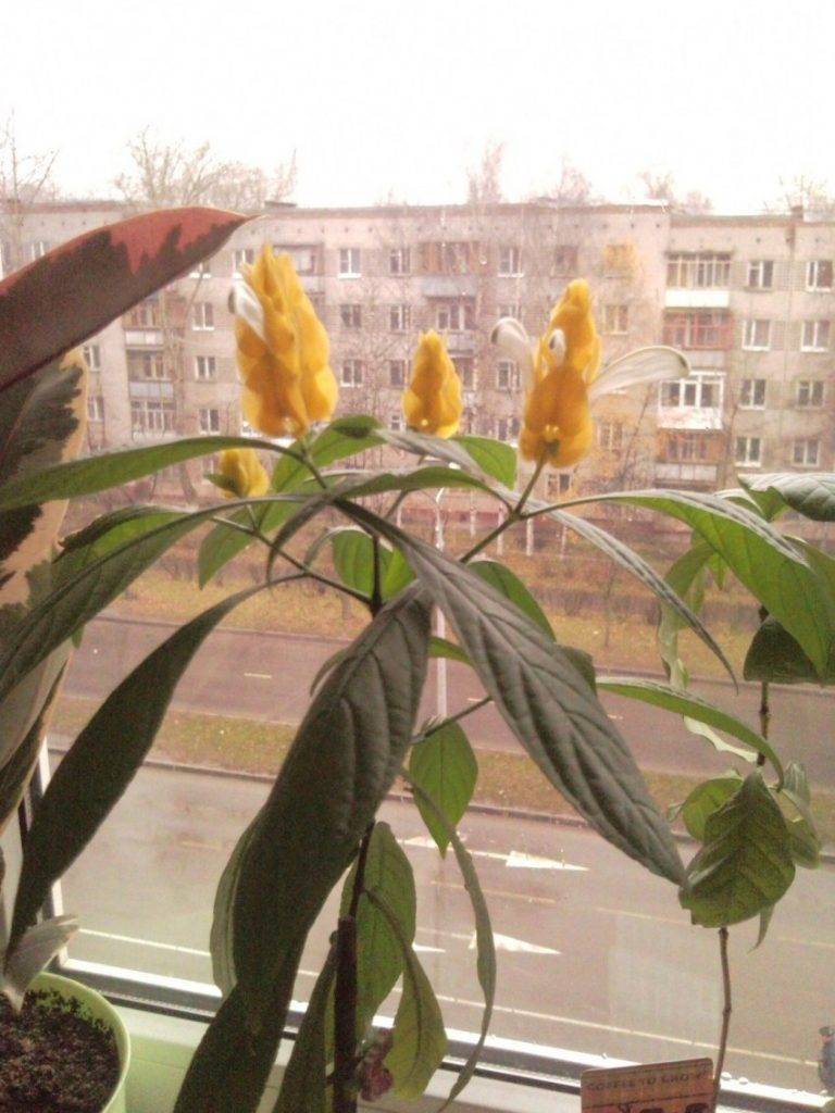 Комнатный цветок пахистахис в домашних условиях: фото и видео, размножение черенками, обрезка и уход