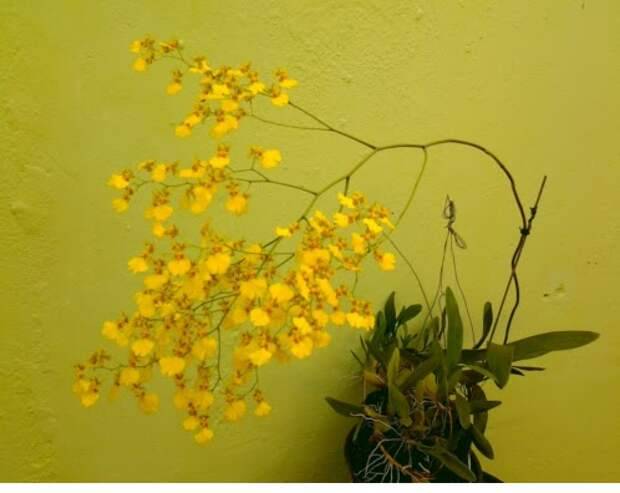 Орхидеи «онцидиум»: выбор сорта и технология комнатного выращивания