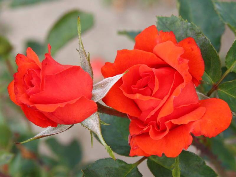 Чайно-гибридная роза блаш: описание и фото прекрасных цветов, отзывы о сорте, правила посадки, ухода и выращивания