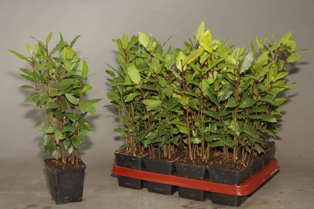 Лавровое дерево: выращивание и уход в домашних условиях, болезни и вредители, условия для благородного лавра
