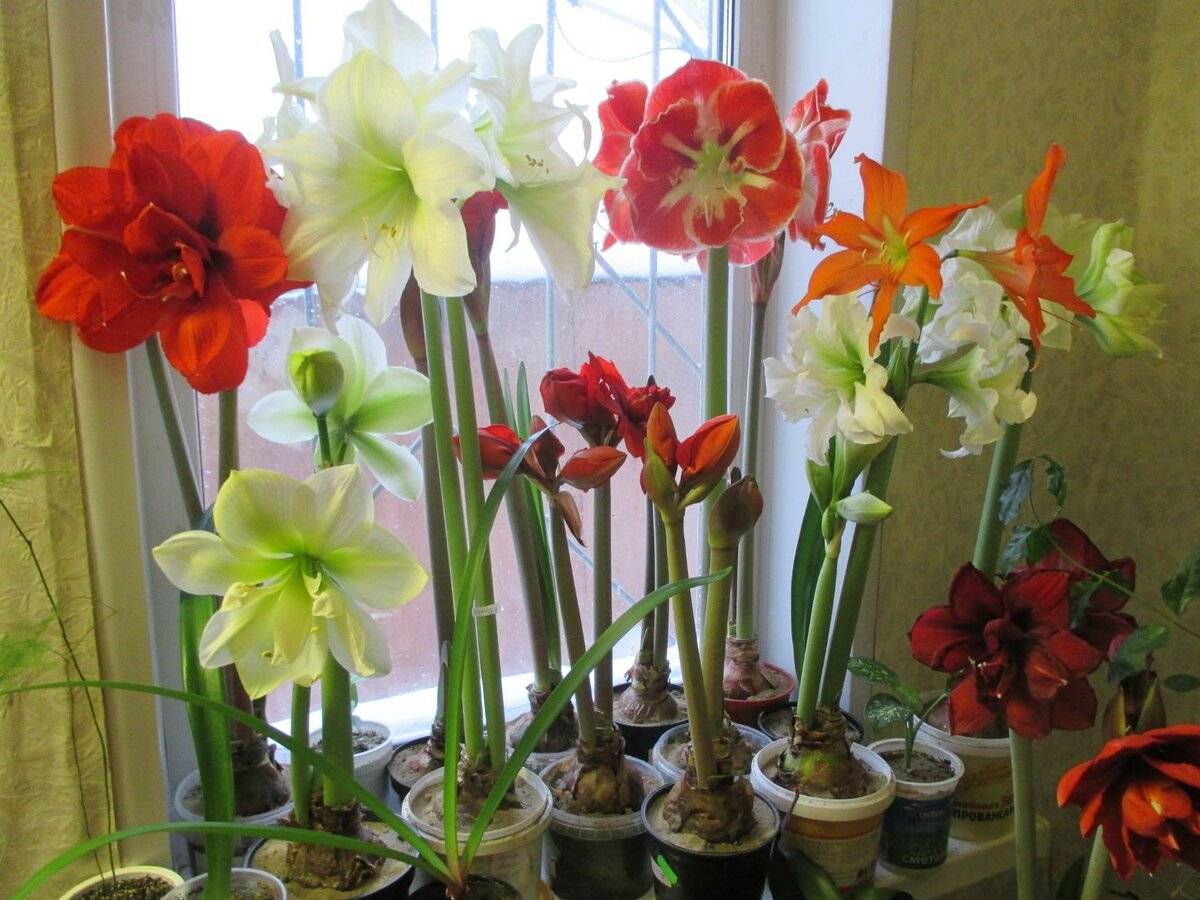 Цветок гиппеаструм: виды, фото, размножение и уход в домашних условиях