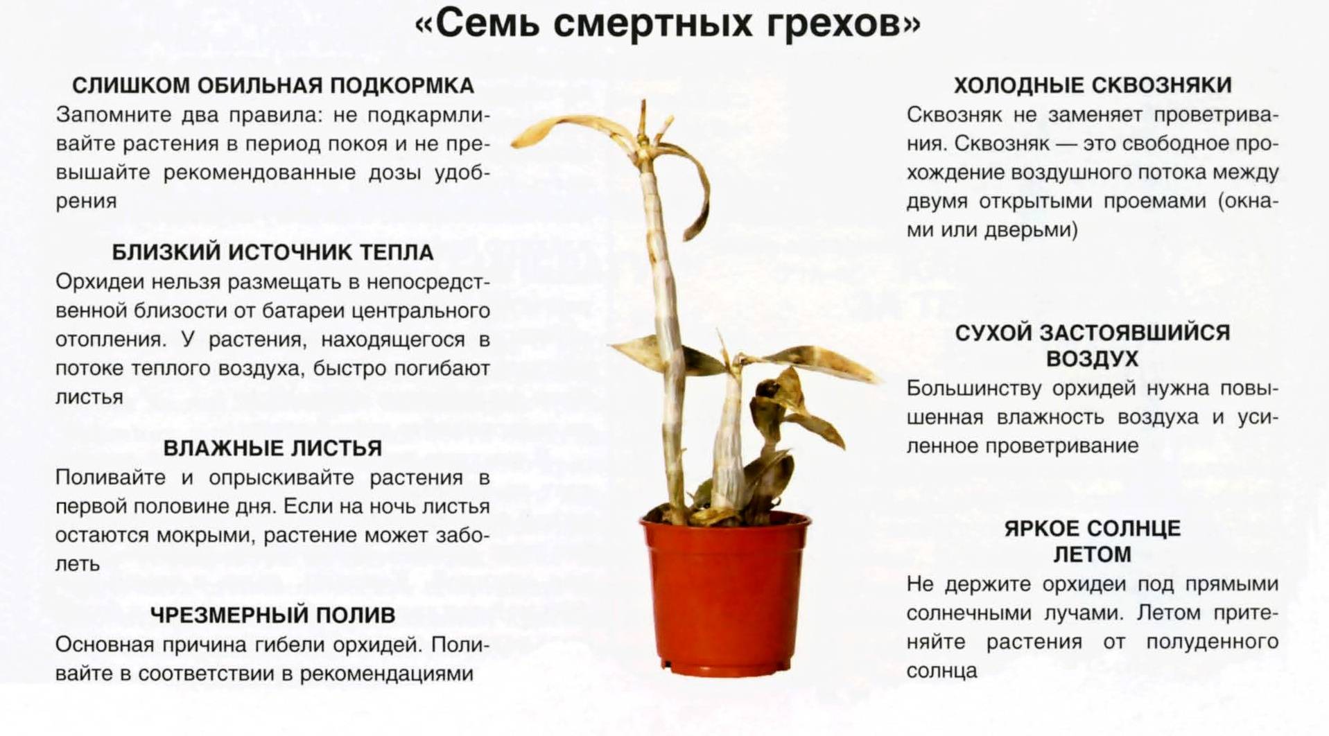 Выращивание орхидеи из луковицы в домашних условиях: правильный уход, как хранить и фото распространенных сортов