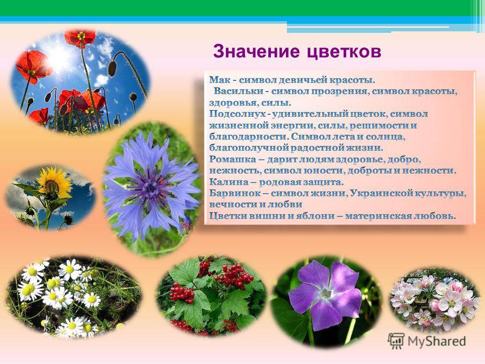 Язык цветов и значение цветов в букете