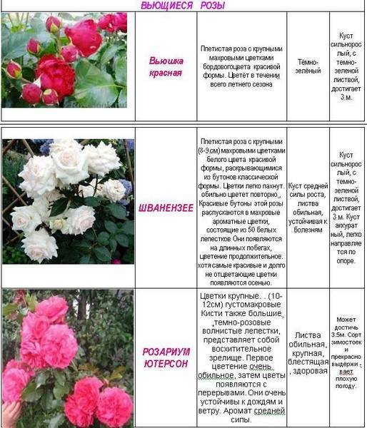 О розе giardina: описание и характеристики, выращивание сорта плетистой розы