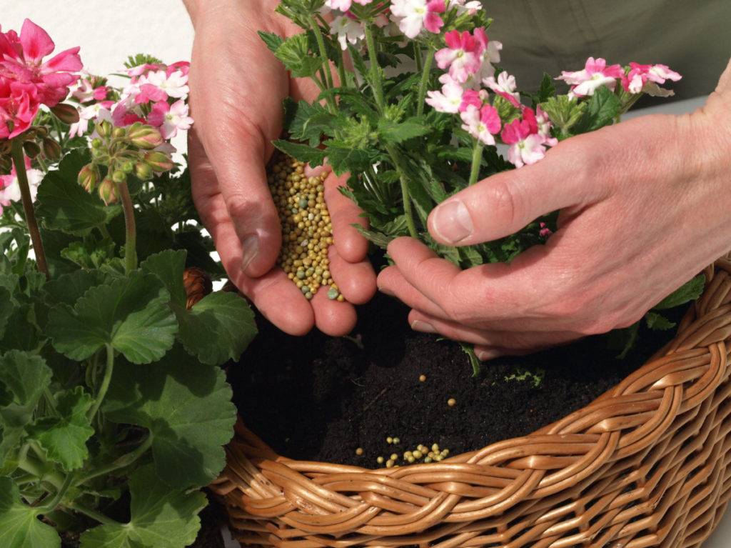 Чем подкормить комнатные цветы: виды удобрений, народные средства | клуб цветоводов