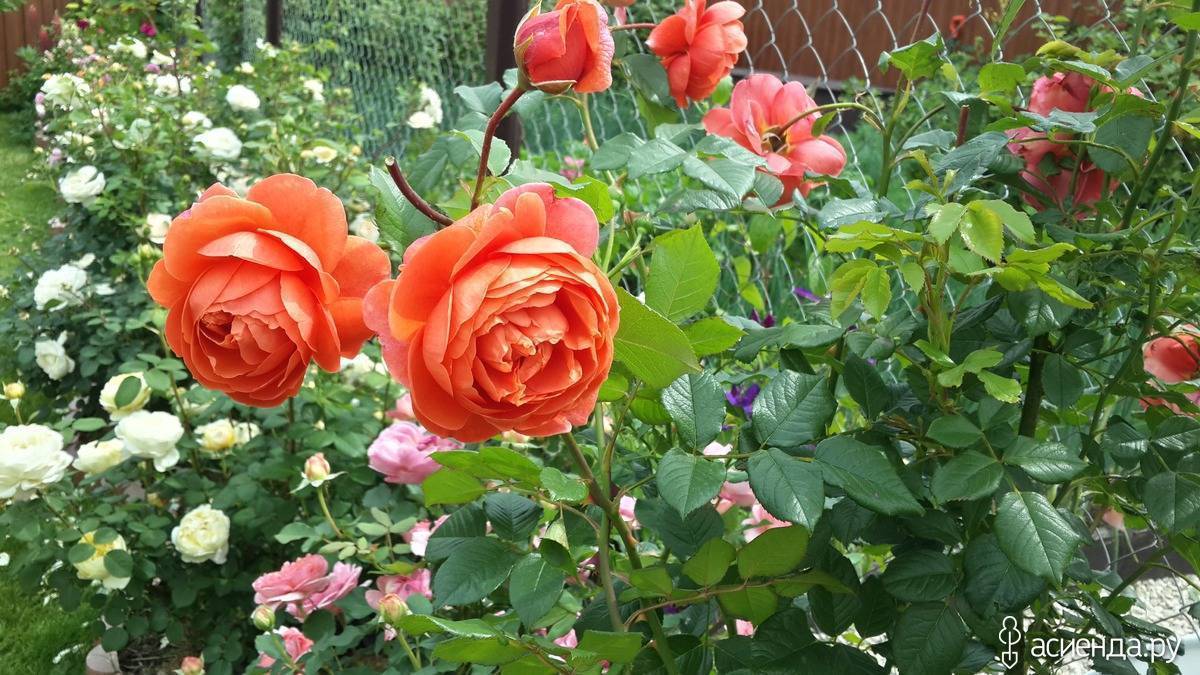 Описание английской душистой розы саммер сонг: посадка и уход за кустарником