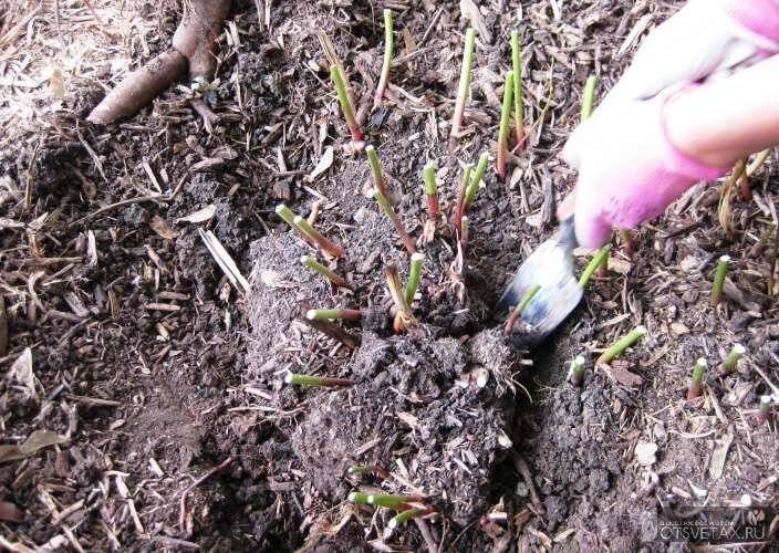 Когда и как посадить клематис осенью в открытый грунт: сроки, правила посадки и выращивания